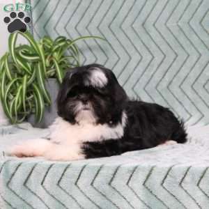 Buster, Shih Tzu Puppy
